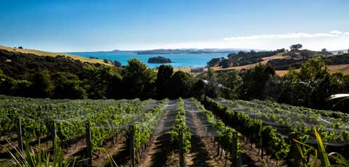 Vineyard on Waiheke Island Waiheke Island vineyard
